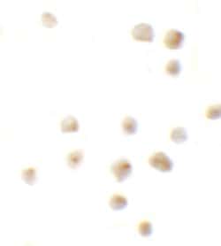 Invitrogen EZH2 Polyclonal Antibody 100 &mu;g | Buy Online | Invitrogen&trade; | Fisher Scientific