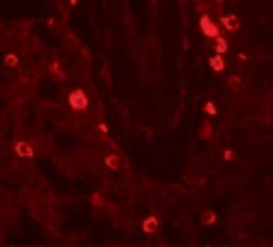 Invitrogen NUMB Polyclonal Antibody 100 &mu;g; Unconjugated:Antibodies,