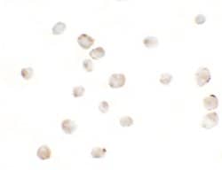 Invitrogen MSI2 Polyclonal Antibody 100 &mu;g; Unconjugated:Antibodies,