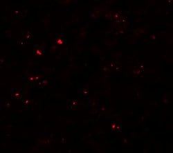 Invitrogen MSI2 Polyclonal Antibody 100 &mu;g; Unconjugated:Antibodies,