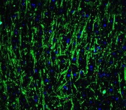 Invitrogen MSI2 Polyclonal Antibody 100 &mu;g; Unconjugated:Antibodies,