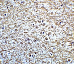 Invitrogen MSI2 Polyclonal Antibody 100 &mu;g; Unconjugated:Antibodies,