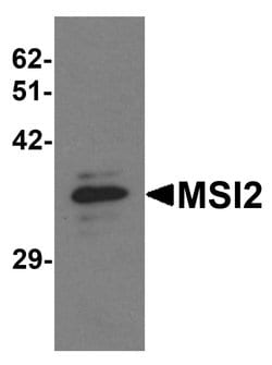 Invitrogen MSI2 Polyclonal Antibody 100 &mu;g; Unconjugated:Antibodies,