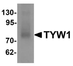 Invitrogen TYW1 Polyclonal Antibody 100 &mu;g; Unconjugated:Antibodies,