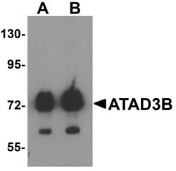 Invitrogen ATAD3B Polyclonal Antibody 100 &mu;g; Unconjugated:Antibodies,