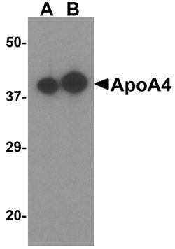 Invitrogen Apolipoprotein A4 Polyclonal Antibody 100 &mu;g; Unconjugated:Antibodies,
