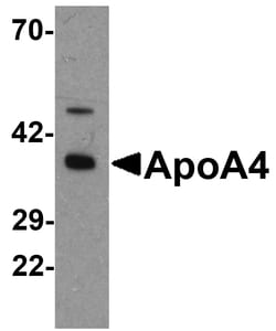 Invitrogen Apolipoprotein A4 Polyclonal Antibody 100 &mu;g; Unconjugated:Antibodies,