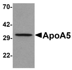 Invitrogen Apolipoprotein A5 Polyclonal Antibody 100 &mu;g | Buy Online | Invitrogen&trade; | Fisher Scientific
