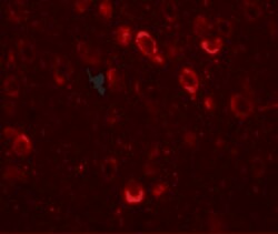 Invitrogen SPRYD2 Polyclonal Antibody 100 &mu;g; Unconjugated:Antibodies,