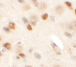 Invitrogen SPRYD2 Polyclonal Antibody 100 &mu;g; Unconjugated:Antibodies,