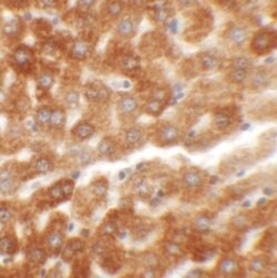 Invitrogen HDGFRP2 Polyclonal Antibody 100 &mu;g; Unconjugated:Antibodies,