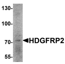 Invitrogen HDGFRP2 Polyclonal Antibody 100 &mu;g; Unconjugated:Antibodies,