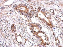 LHR Polyclonal Antibody, Invitrogen 100 &mu;L; Unconjugated:Antibodies,