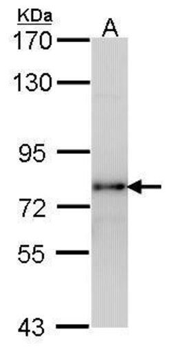 LHR Polyclonal Antibody, Invitrogen 100 &mu;L; Unconjugated:Antibodies,