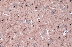 Invitrogen IBA1 Polyclonal Antibody 100 &mu;L; Unconjugated:Antibodies
