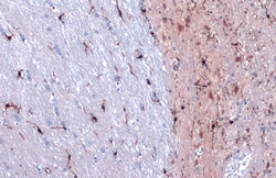 Invitrogen IBA1 Polyclonal Antibody 100 &mu;L; Unconjugated:Antibodies