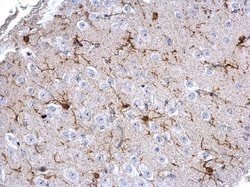 Invitrogen IBA1 Polyclonal Antibody 100 &mu;L; Unconjugated:Antibodies