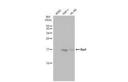 Invitrogen IBA1 Polyclonal Antibody 100 &mu;L; Unconjugated:Antibodies