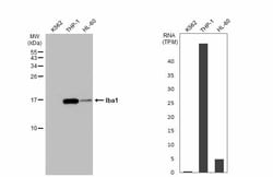 Invitrogen IBA1 Polyclonal Antibody 100 &mu;L; Unconjugated:Antibodies