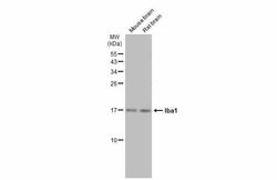 Invitrogen IBA1 Polyclonal Antibody 100 &mu;L; Unconjugated:Antibodies