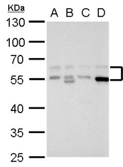 Invitrogen RAD9 Polyclonal Antibody 100 &mu;L; Unconjugated:Antibodies,
