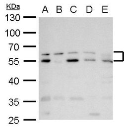 Invitrogen RAD9 Polyclonal Antibody 100 &mu;L; Unconjugated:Antibodies,