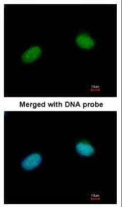 Invitrogen XRCC3 Polyclonal Antibody 100 &mu;L; Unconjugated:Antibodies,