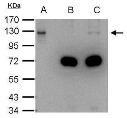 Invitrogen DDB1 Polyclonal Antibody 100 &mu;L; Unconjugated:Antibodies,