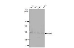 Invitrogen DDB1 Polyclonal Antibody 100 &mu;L; Unconjugated:Antibodies,