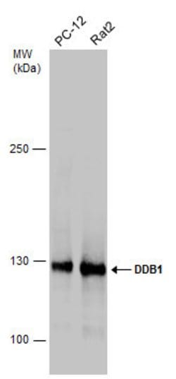 Invitrogen DDB1 Polyclonal Antibody 100 &mu;L; Unconjugated:Antibodies,