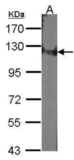 Invitrogen DDB1 Polyclonal Antibody 100 &mu;L; Unconjugated:Antibodies,
