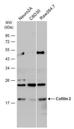 Invitrogen Cofilin 2 Polyclonal Antibody 100 &mu;L | Buy Online | Invitrogen&trade; | Fisher Scientific