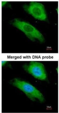 Invitrogen NQO1 Polyclonal Antibody 100 &mu;L; Unconjugated:Antibodies,