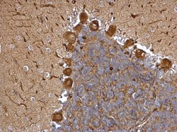 Invitrogen EML1 Polyclonal Antibody 100 &mu;L; Unconjugated:Antibodies,