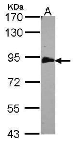Invitrogen EML1 Polyclonal Antibody 100 &mu;L; Unconjugated:Antibodies,