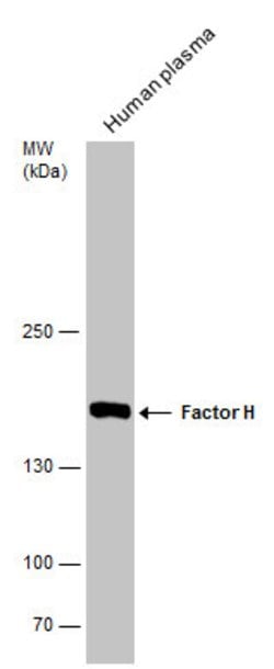 Invitrogen Complement Factor H Polyclonal Antibody 100 &mu;L; Unconjugated:Antibodies,