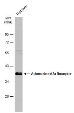 ADORA2A Polyclonal Antibody, Invitrogen 100 &mu;L; Unconjugated:Antibodies,