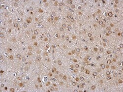 GALR2 Polyclonal Antibody, Invitrogen 100 &mu;L; Unconjugated:Antibodies,
