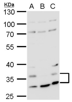 HRH4 Polyclonal Antibody, Invitrogen 100 &mu;L; Unconjugated:Antibodies,