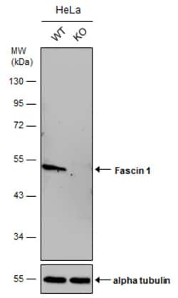 Invitrogen Fascin Polyclonal Antibody 100 μL; Unconjugated:Antibodies,