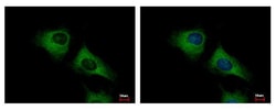 Invitrogen SCARA3 Polyclonal Antibody 100 &mu;L; Unconjugated:Antibodies,