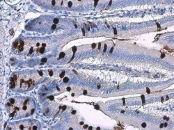 Invitrogen MUC2 Polyclonal Antibody 100 μL; Unconjugated:Antibodies,