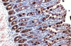 Invitrogen MUC2 Polyclonal Antibody 100 μL; Unconjugated:Antibodies,