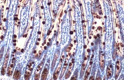 Invitrogen MUC2 Polyclonal Antibody 100 μL; Unconjugated:Antibodies,