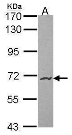 Invitrogen PODXL2 Polyclonal Antibody 100 &mu;L | Buy Online | Invitrogen&trade; | Fisher Scientific