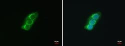 Invitrogen SEC13 Polyclonal Antibody 100 &mu;L; Unconjugated:Antibodies,