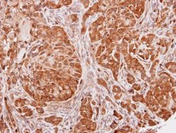 Invitrogen SEC13 Polyclonal Antibody 100 &mu;L; Unconjugated:Antibodies,