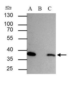 Invitrogen SEC13 Polyclonal Antibody 100 &mu;L; Unconjugated:Antibodies,