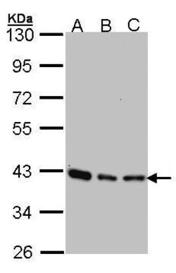 Invitrogen SEC13 Polyclonal Antibody 100 &mu;L; Unconjugated:Antibodies,