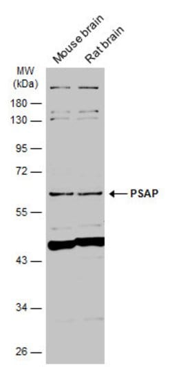 Invitrogen PSAP Polyclonal Antibody 100 &mu;L | Buy Online | Invitrogen&trade; | Fisher Scientific